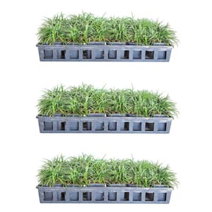 Dwarf Mondo Grass 3 1/4 in. Pots (54-Pack) - Groundcover Plant