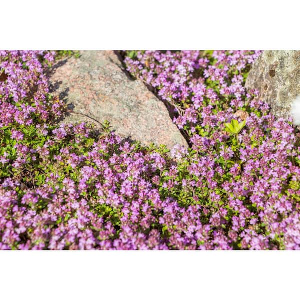 BELL NURSERY 1 Gal. Pink Chintz Creeping Thyme (Thymus BELL NURSERY 1 Gal. Pink Chintz Creeping Thyme (Thymus