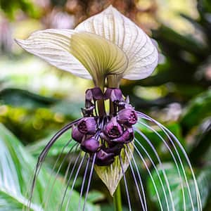 White Bat Flower (Tacca) Lily Bulb, Purple and White Flowers (1-Pack)