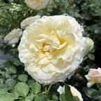 4.5 in. Quart, Reminiscent Crema Rose (Rosa), Live Plant, Shrub, White Flowers