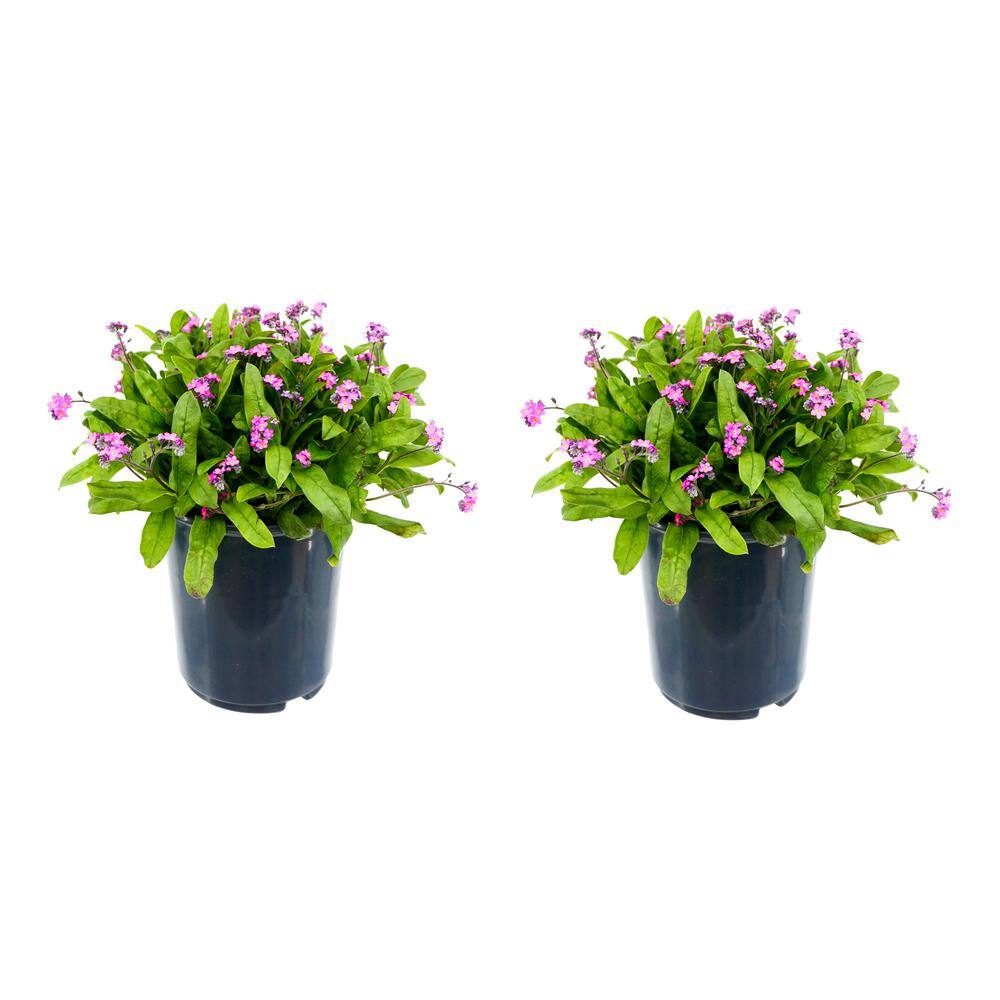 Perennial Myosotis S Rosylva 2.5 qt. (2-Pack)