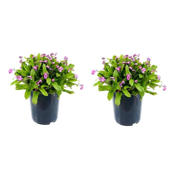 Unbranded Perennial Myosotis S Rosylva 2.5 qt. (2-Pack)