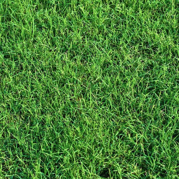 2.6 sq. ft. Platinum Bermuda Sod