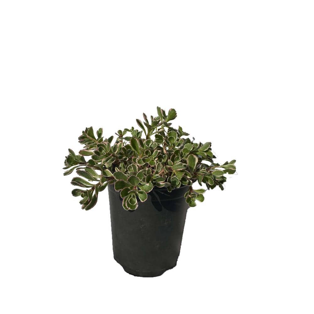 Live Sedum Spurium Tricolor in Separate in Pots Pet-Safe (3-Pack) price history on PriceWatchPro