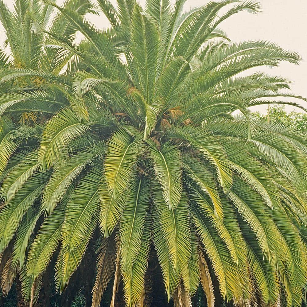 pineapple shaped palm tree