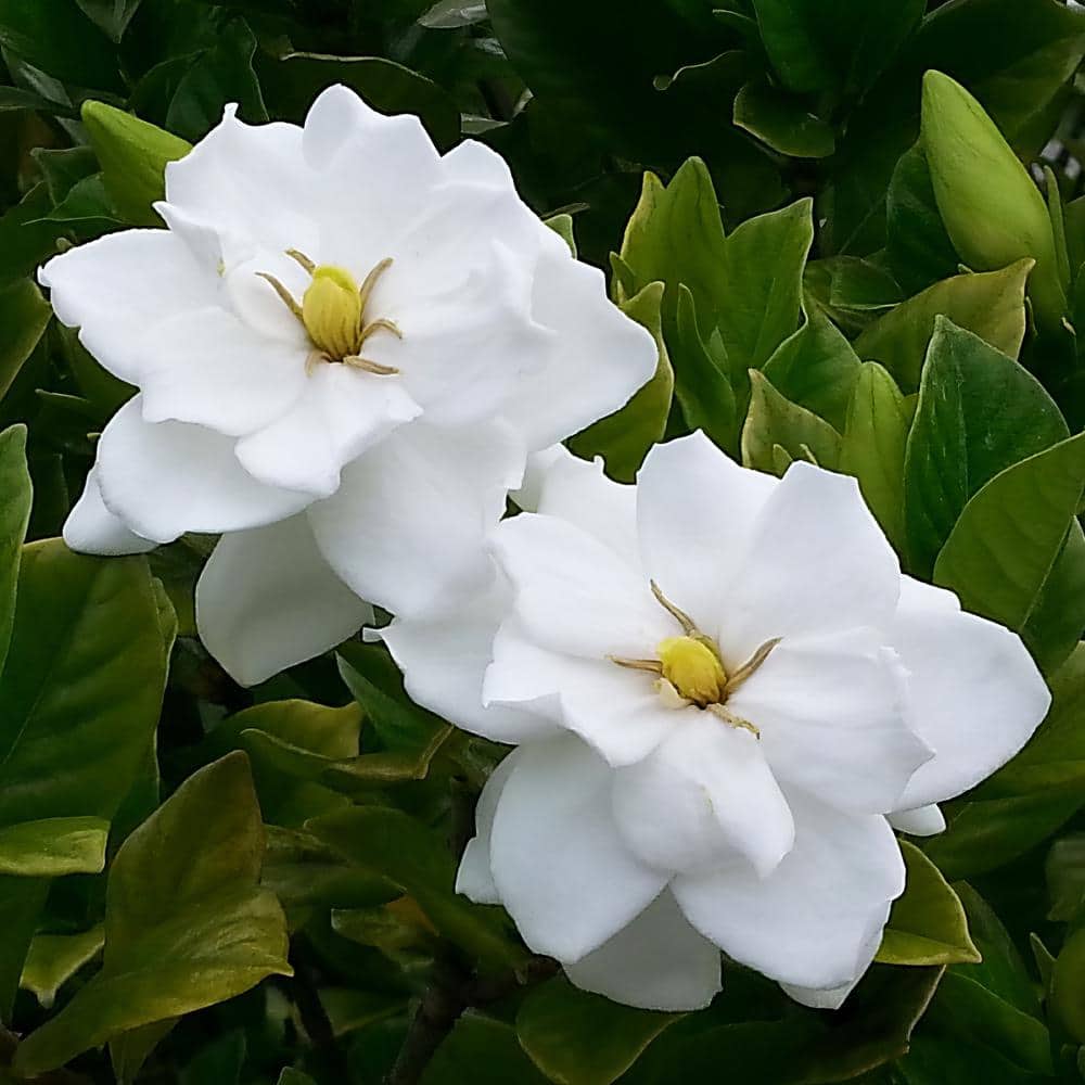2.5 qt. Gardenia August Beauty Flowering Shrub with White Blooms - Thumbnail 5