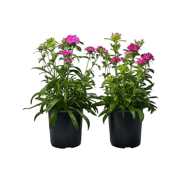 Pure Beauty Farms 2.5 Qt. Dianthus Jolt Pink in Grower's Pot (2-Packs)