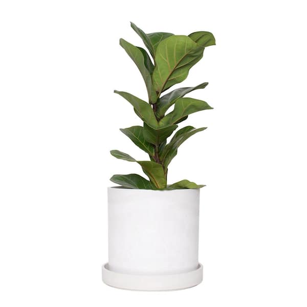 national PLANT NETWORK 7 in. Stonewash Recycled Planter with Saucer and 6 in. Ficus Bambino (1-Piece)