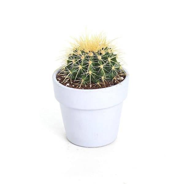 Shop Succulents I Love Mom Planter with House Plant House Plant Mom