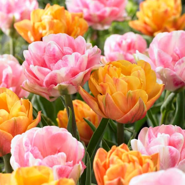 VAN ZYVERDEN Tulips Double Blossom Blend Bulbs (15-Pack)