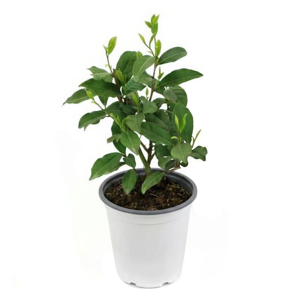 4 in. Brew-Tea-Ful Camellia Sinensis Shrub