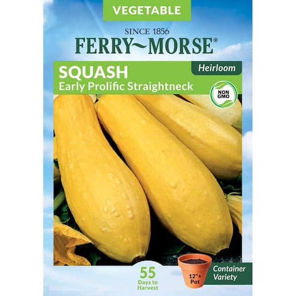 FerryMorse Squash Early Prolific Straightneck Heirloom Fruit Seed 7667