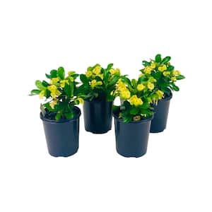 2.5 Qt. Crown of Thorns Plant Yellow Flowers in 6.33 In. Grower's Pot (4-Plants)