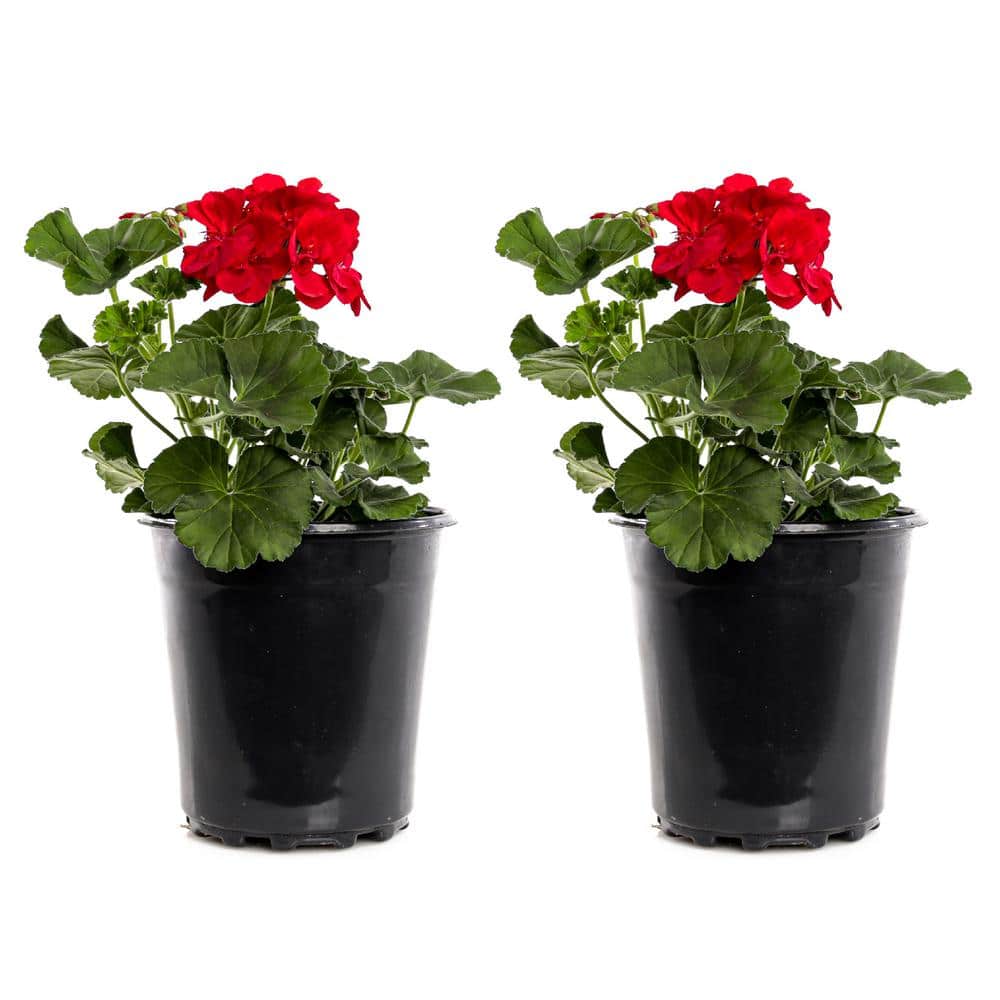 2.5-Qt. #1 Red Geranium Plant (2-Pack)