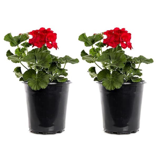 Unbranded 2.5-Qt. #1 Red Geranium Plant (2-Pack)
