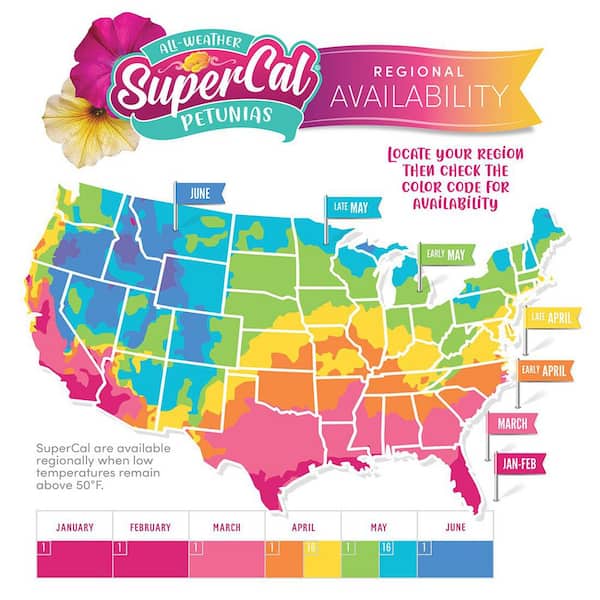 1.5 ft. Caramel Yellow SuperCal Petunia Outdoor Annual Plant with Yellow Flowers (5-Pack)