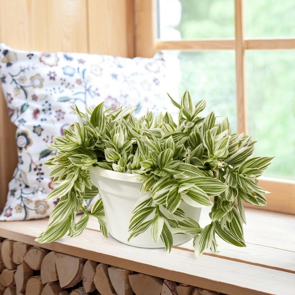 6 in. Tradescantia Pistachio White Succulent in Black Planter