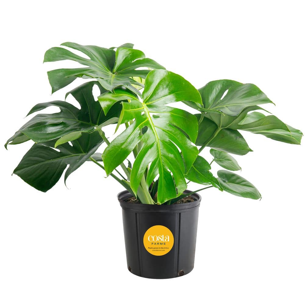 Costa Farms Monstera Deliciosa Indoor Plant in 10 in. Grower Planter, Avg.  Shipping Height 2-3 ft. Tall CO.PM10.3.GP - The Home Depot