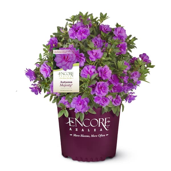 ENCORE AZALEA 2 Gal. Autumn Majesty Shrub with Rich Semi-Double Purple Flowers