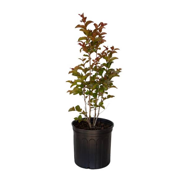 SOUTHERN LIVING 2.5 Gal. Miss Frances Crape Myrtle Tree with Red Blooms and Green Foliage