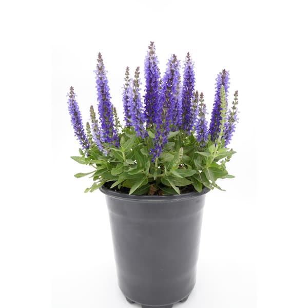BELL NURSERY 2.5 Qt. Purple Salvia Live Flowering Perennial Plant