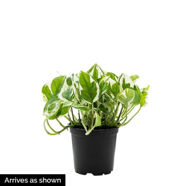 Spring Hill Nurseries Variegated Foilage Pothos Houseplant Live Potted Plant in a 4 in. Pot (1-Pack)