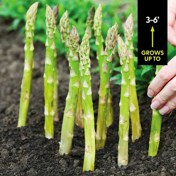 VAN ZYVERDEN GMO Free Asparagus Mary Washington Roots (12-Pack) 11467 - The  Home Depot