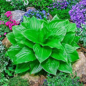 Miracle Lemony Hosta Live Bareroot Perennial with Green Foliage (3-Pack)