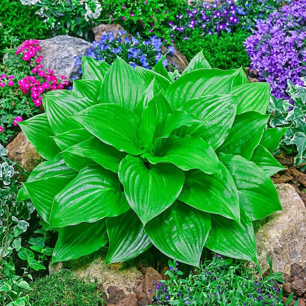 Spring Hill Nurseries Miracle Lemony Hosta Live Bareroot Perennial with Green Foliage (3-Pack)