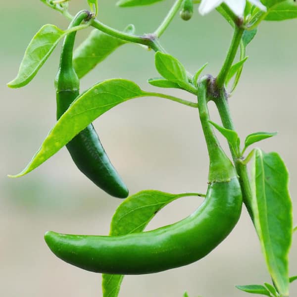 Anaheim Hot Pepper – Bonnie Plants