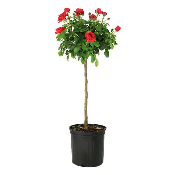 3 Gal. Rose Trumpeter Tree With Red Flowers