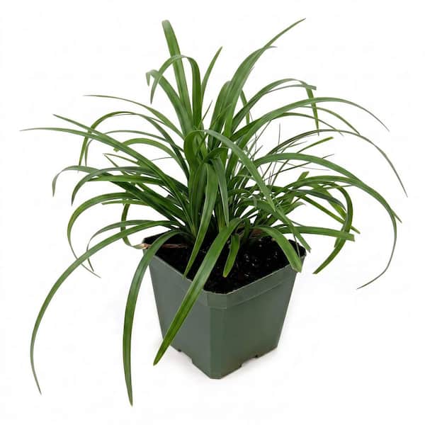 4 in. Big Blue Liriope Plant with Purple Blooms (15-Piece)