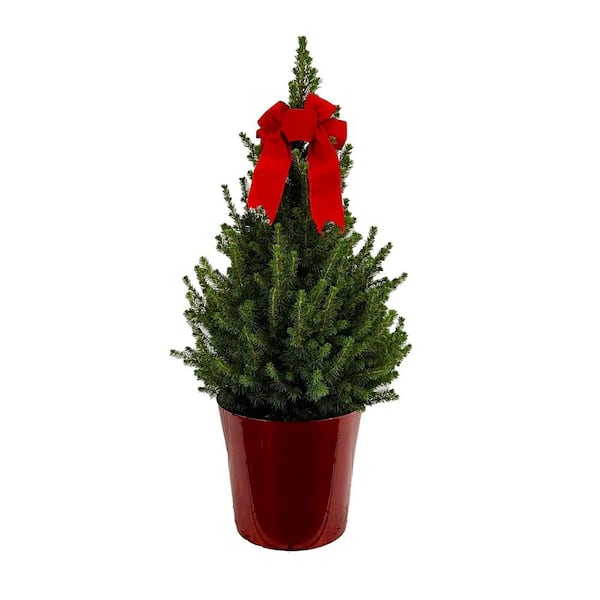 10 In. Live Holiday Spruce Tree With Red Bow And Decorative Red Pot 