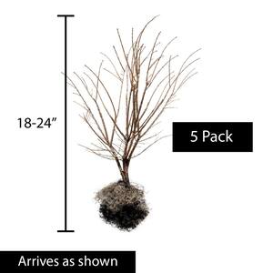 18 in. to 24 in. tall Burning Bush (Euonymus) Hedge Kit, Live Bareroot Shrubs, Green Foliage turns Red in Fall (5-Pack)