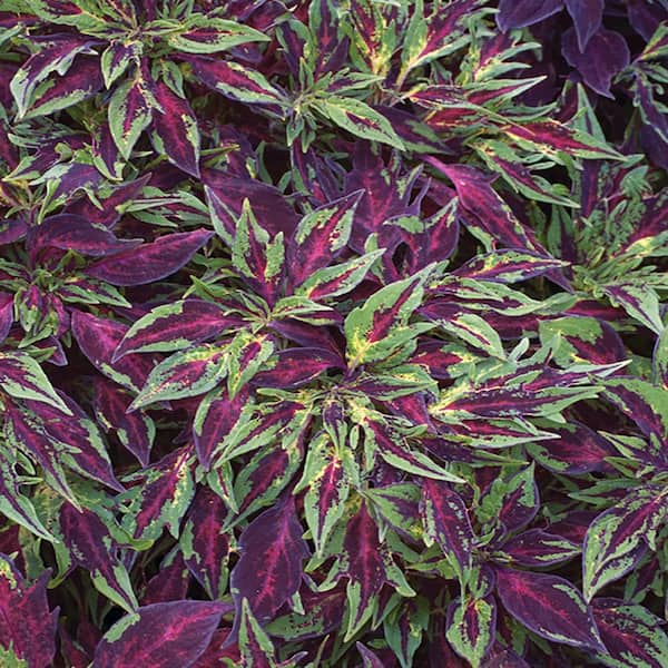 1 Qt. FlameThrower Chili Pepper Coleus Plant