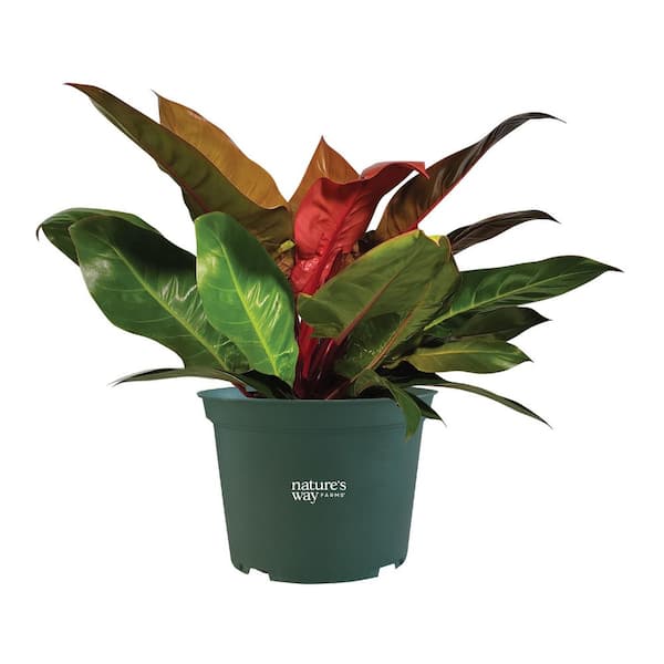 Philodendron Prince of Orange Live Plant (8-15 in. Tall) in Grower Pot