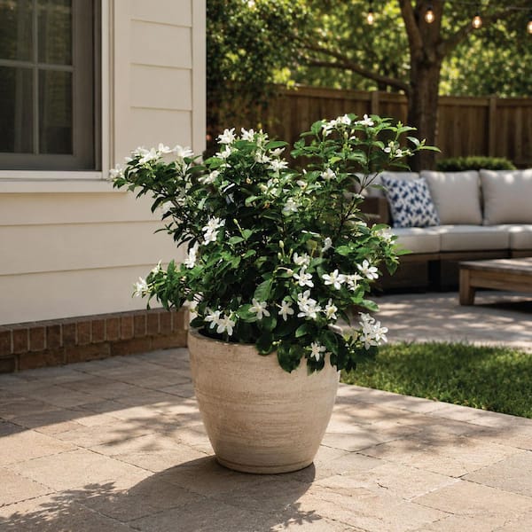 NATURE'S WAY FARMS 1.72 Gal. Asian Snow Jasmine Flowering Shrub