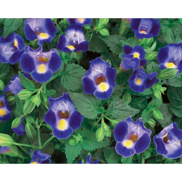 PROVEN WINNERS 4.25 in. Grande Catalina Midnight Blue Wishbone Flower (Torenia) Live Plant, Blue Flowers with a Yellow Throat (4-Pack)