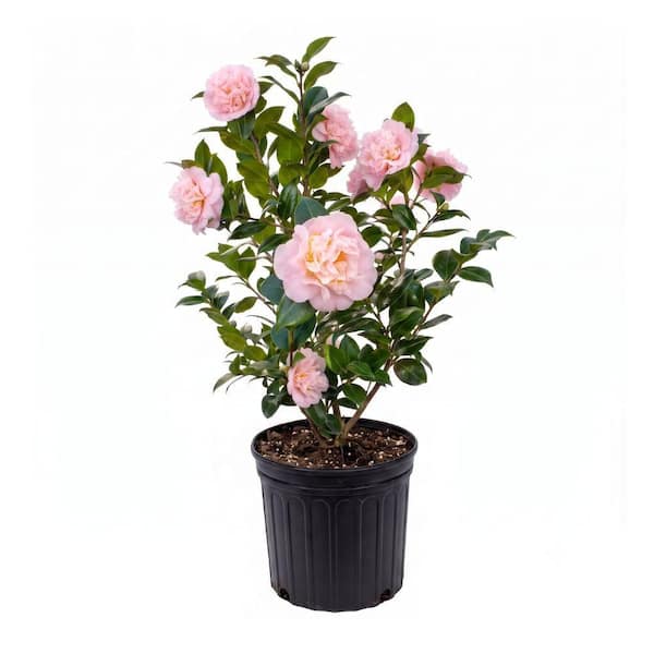 1 gal. High Fragrance Camellia Japonica Shrub with Pink Flowers
