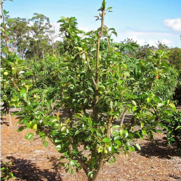 Unbranded 7 gal. Baldwin  Pear   Fruit Tree