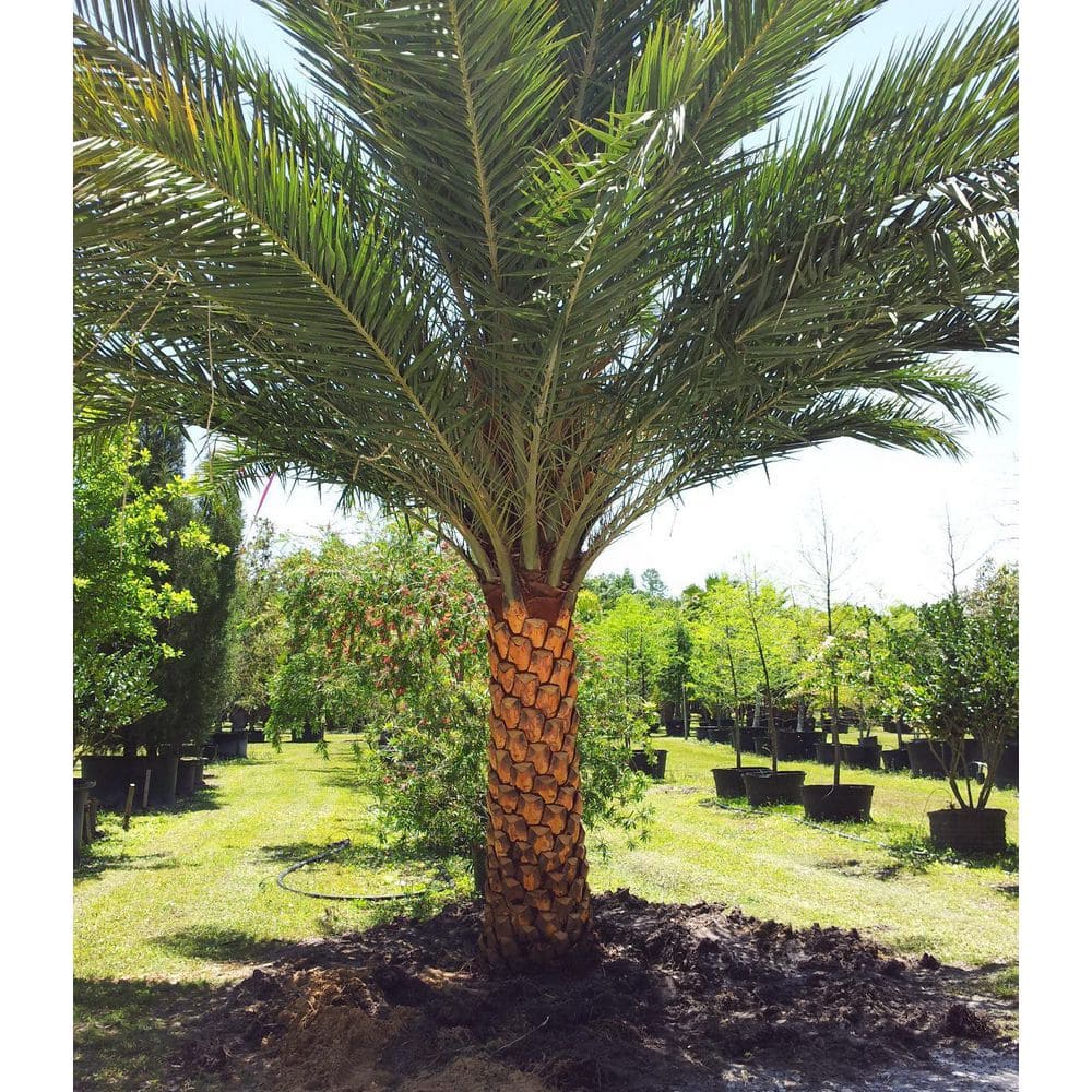 Sylvester Palm Evergreen 10-Inch Container with Silvery Blue-Green Fronds