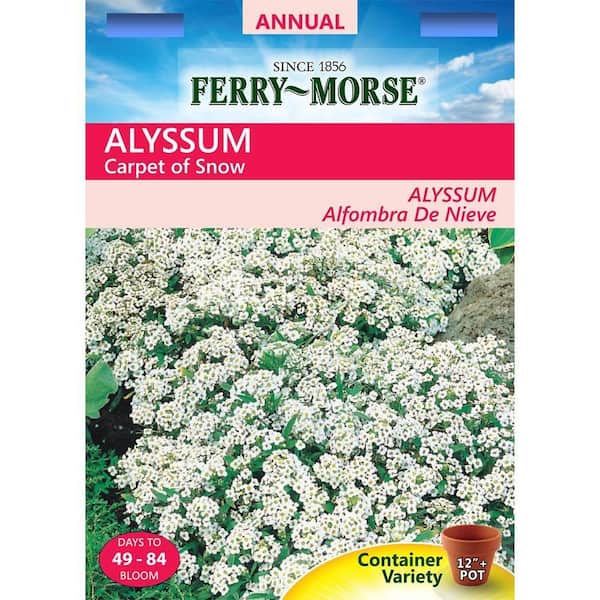 Ferry-Morse Alyssum Carpet of Snow Flower Seed