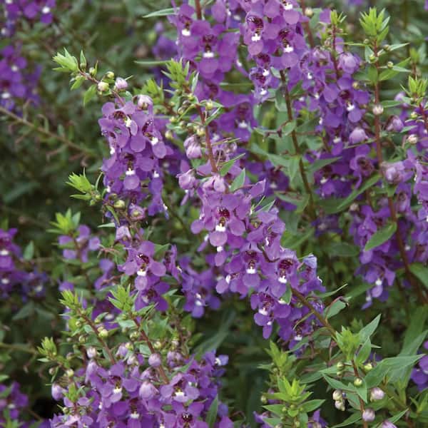 Vigoro 1 Qt. Purple Angelonia Plant