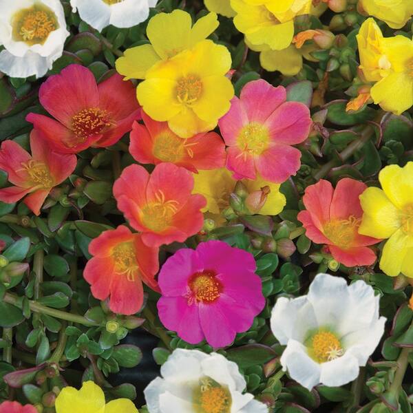 Vigoro Purslane Mix (306-Pack) Annual Plant With Assorted Color Flowers ...