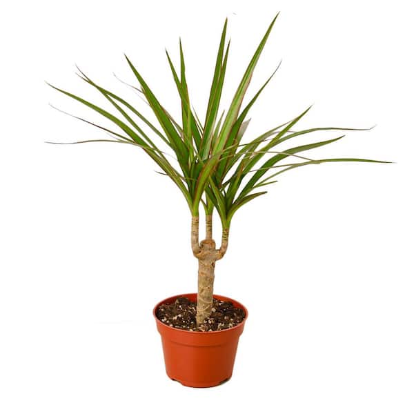 Unbranded Marginata Cane Dracaena Plant in 4 in. Grower Pot