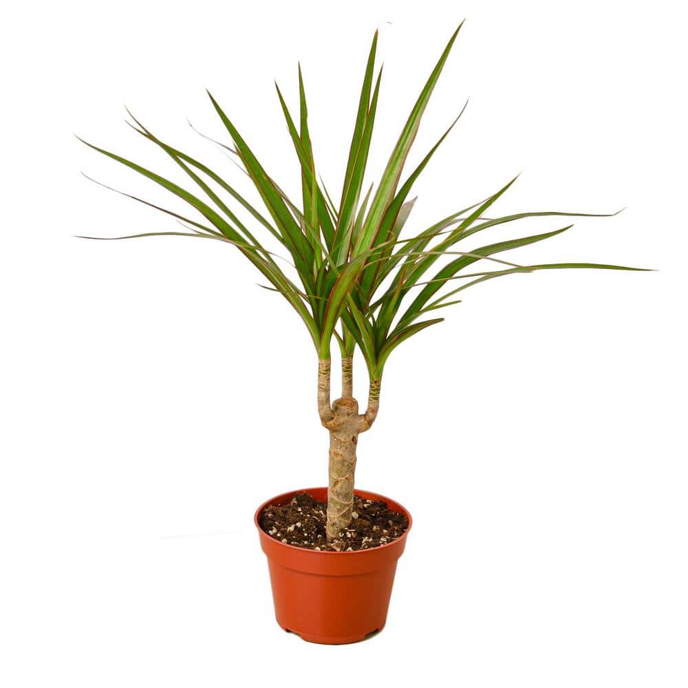 PPC INTERNATIONAL LLC Marginata Cane Dracaena Plant in 4 in. Grower Pot  4_DRACAENA_MARGINATA.CANE - The Home Depot
