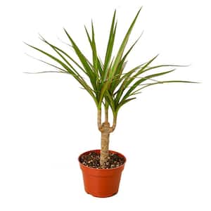 Marginata Cane Dracaena Plant in 4 in. Grower Pot