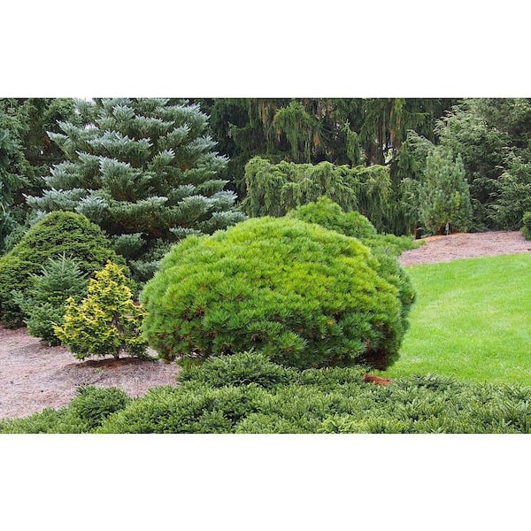 Online Orchards 1 Gal. Little Gem Norway Spruce Shrub Richly
