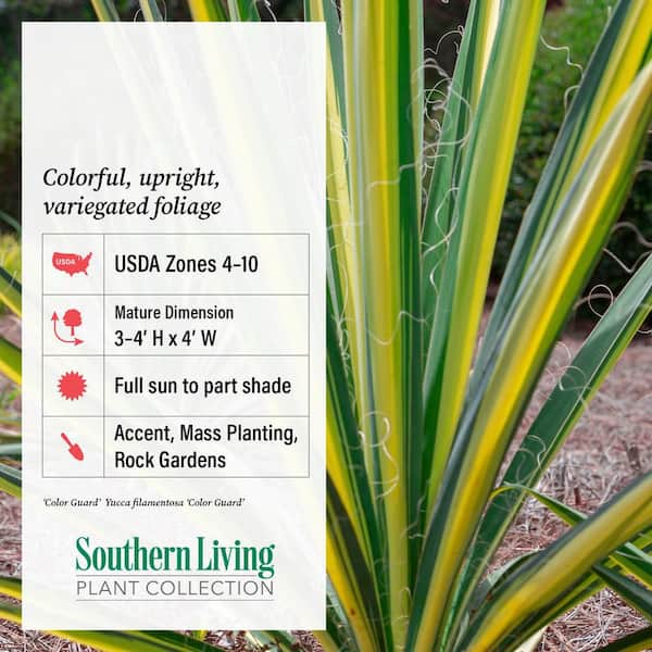 SOUTHERN LIVING 1.5 Gal. Color Guard Yucca (Adam's Needle) with