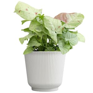 'Milk Confetti' Syngonium, 6 in. White Decorative Pot, Arrowhead Vine Live Indoor Houseplant